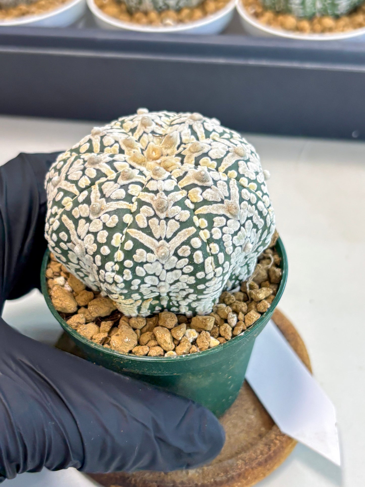 Astrophytum V-Type (at5) (p5) | Rare imported Plant