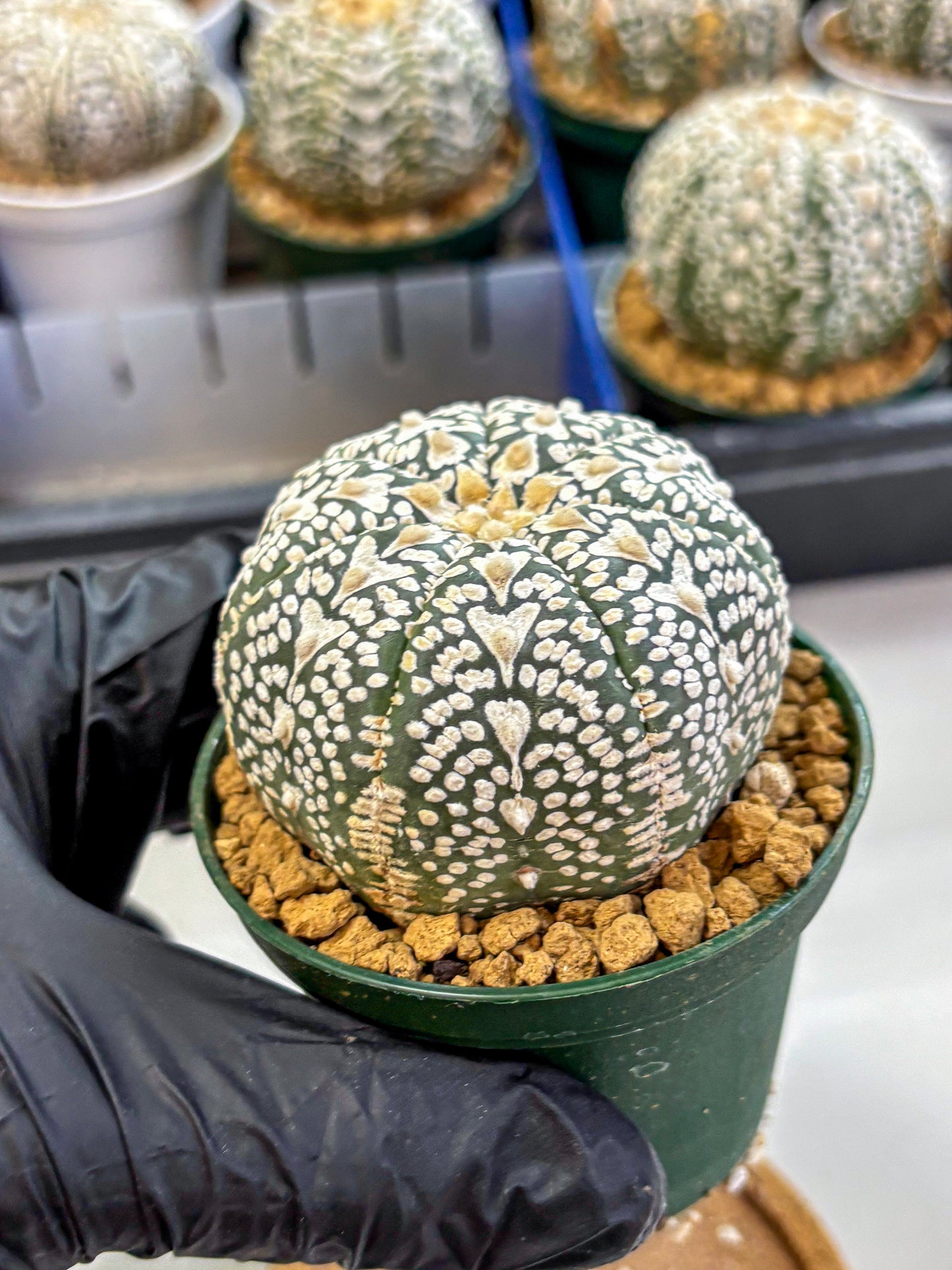 Astrophytum V Type (at2) (06) | Live Plant | Rare Collection