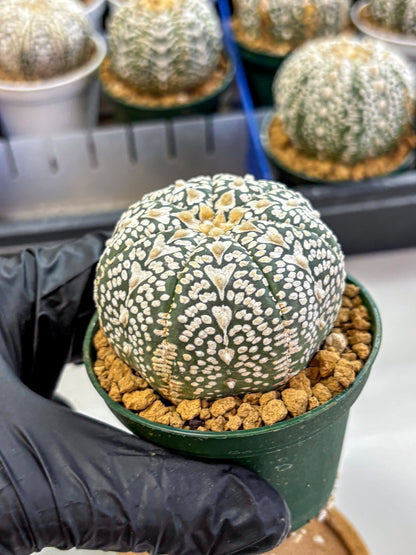 Astrophytum V Type (at2) (06) | Live Plant | Rare Collection