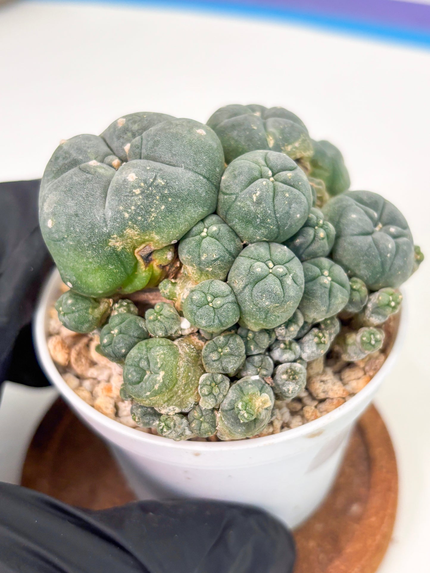 Spineless Cactus (Lo1) (g4) | For Advanced Growers