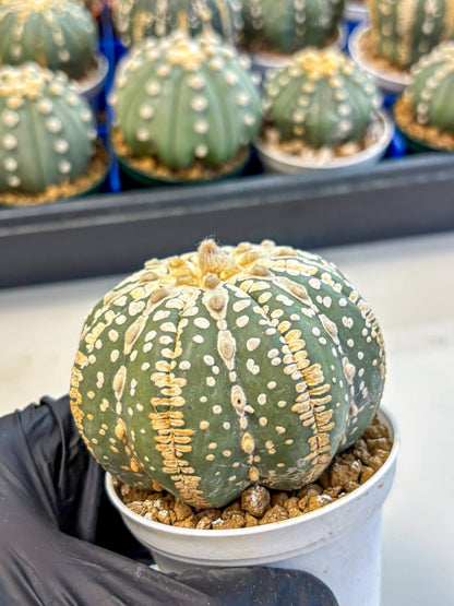 Astrophytum V Type Nudum (at9) (06) | Live Cactus