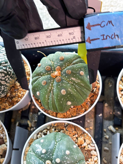 Astrophytum 5-Rib (T11) (g7) | Imported From Taiwan