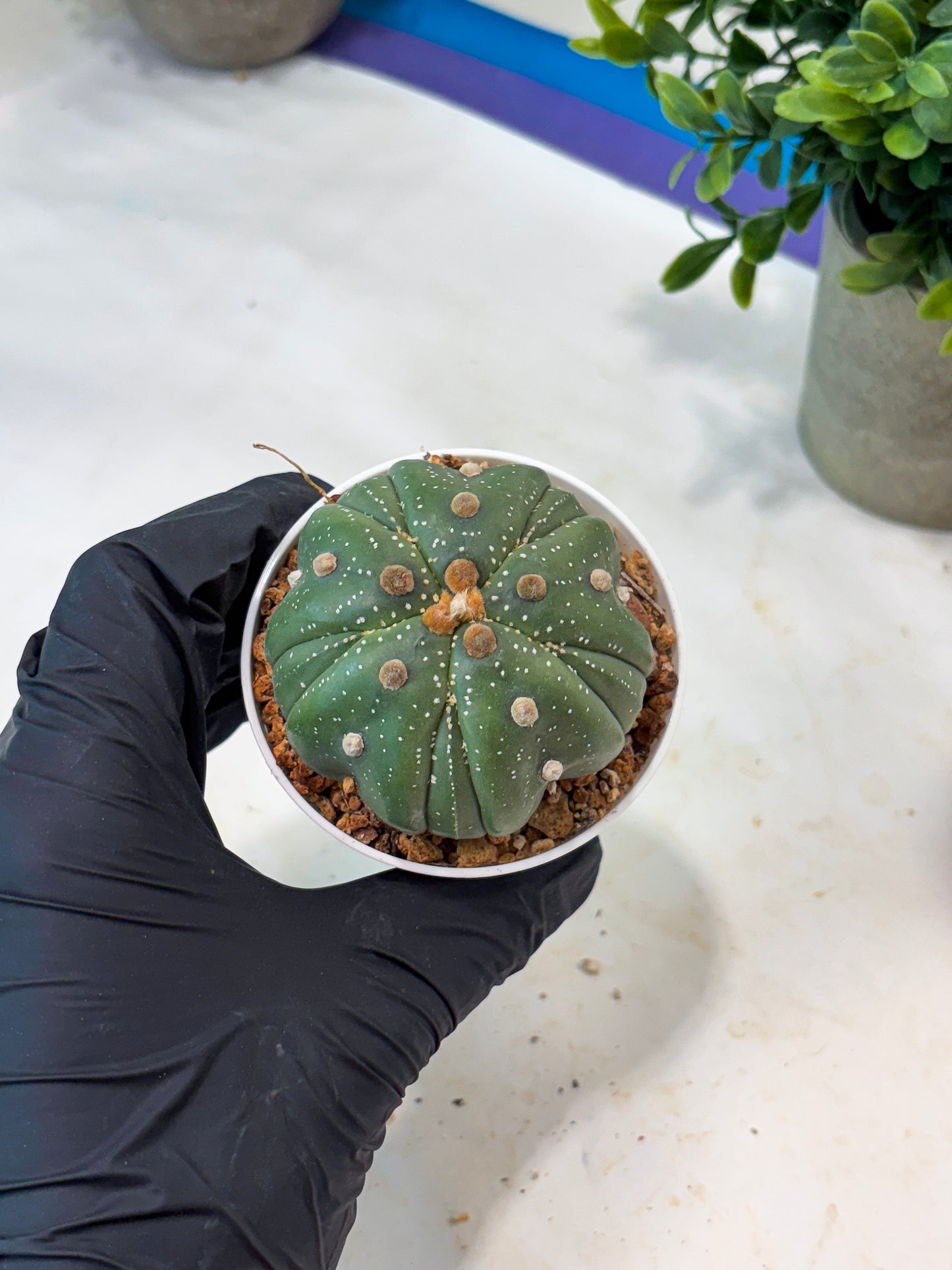 Astrophytum 5-Rib (T11) (g7) | Imported From Taiwan