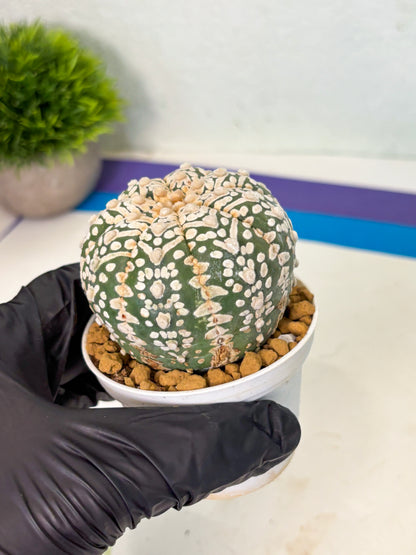 Astrophytum V-Type (at4) (r7) | Ship from Nevada