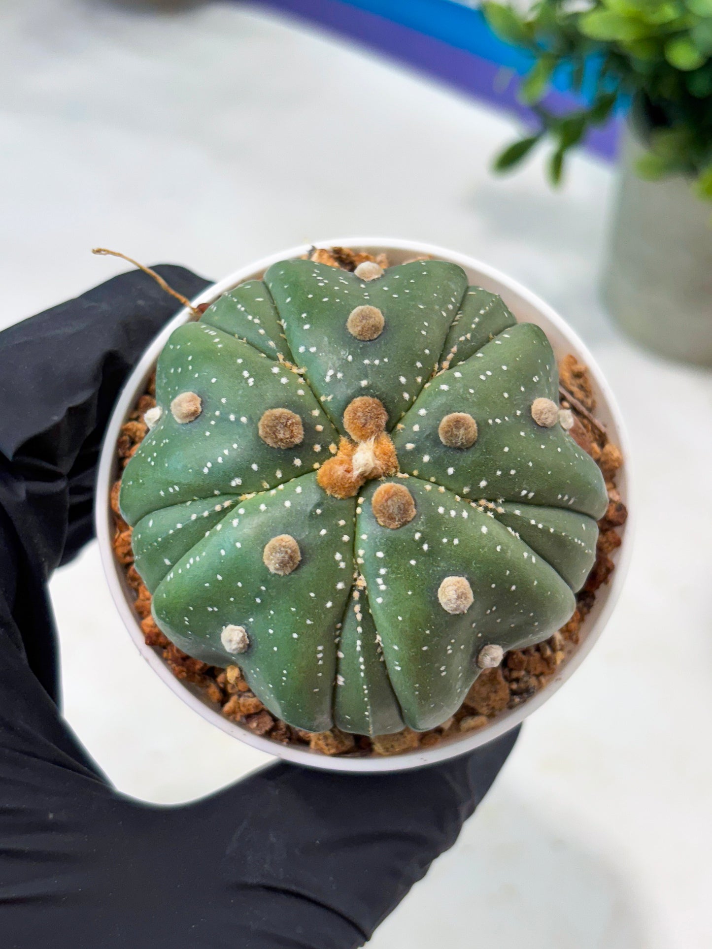 Astrophytum 5-Rib (T11) (g7) | Imported From Taiwan