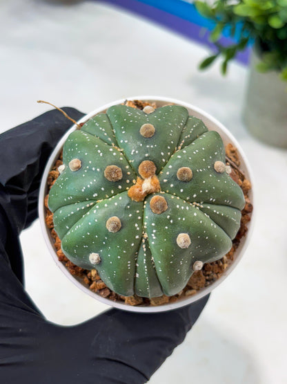 Astrophytum 5-Rib (T11) (g7) | Imported From Taiwan