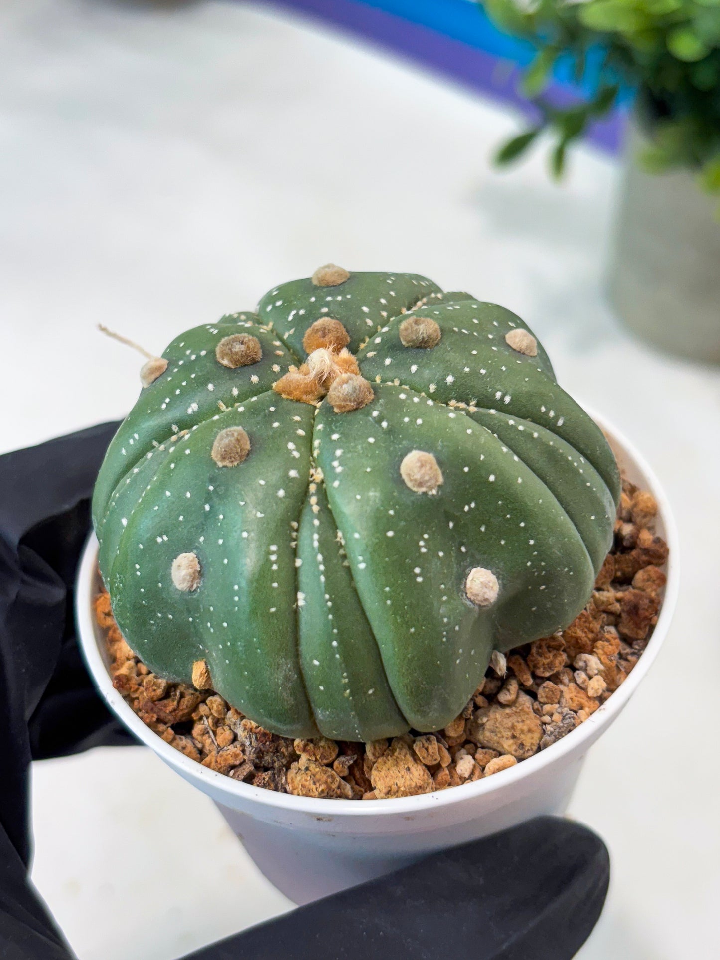 Astrophytum 5-Rib (T11) (g7) | Imported From Taiwan
