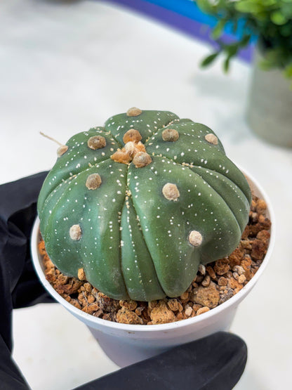 Astrophytum 5-Rib (T11) (g7) | Imported From Taiwan