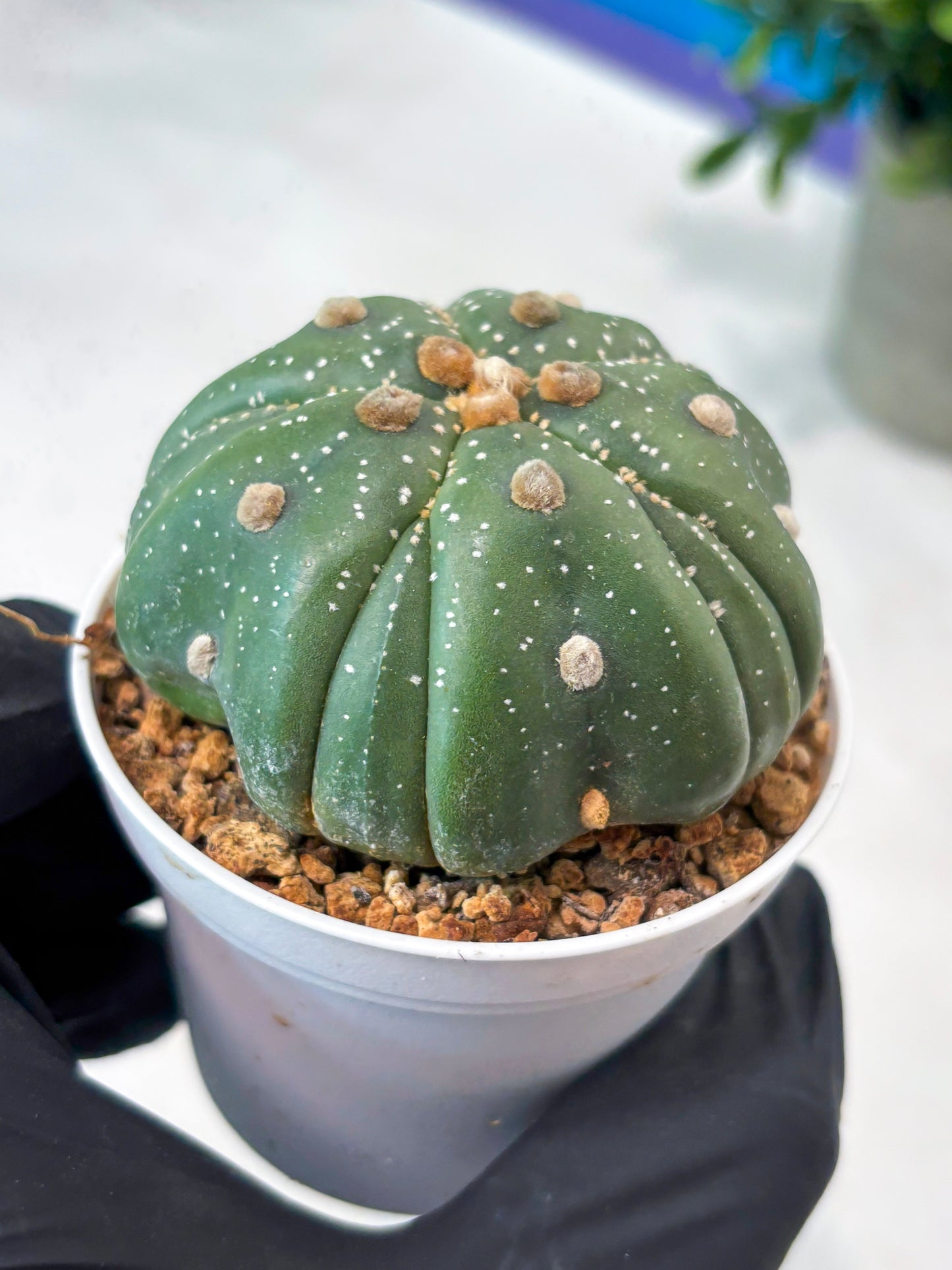 Astrophytum 5-Rib (T11) (g7) | Imported From Taiwan
