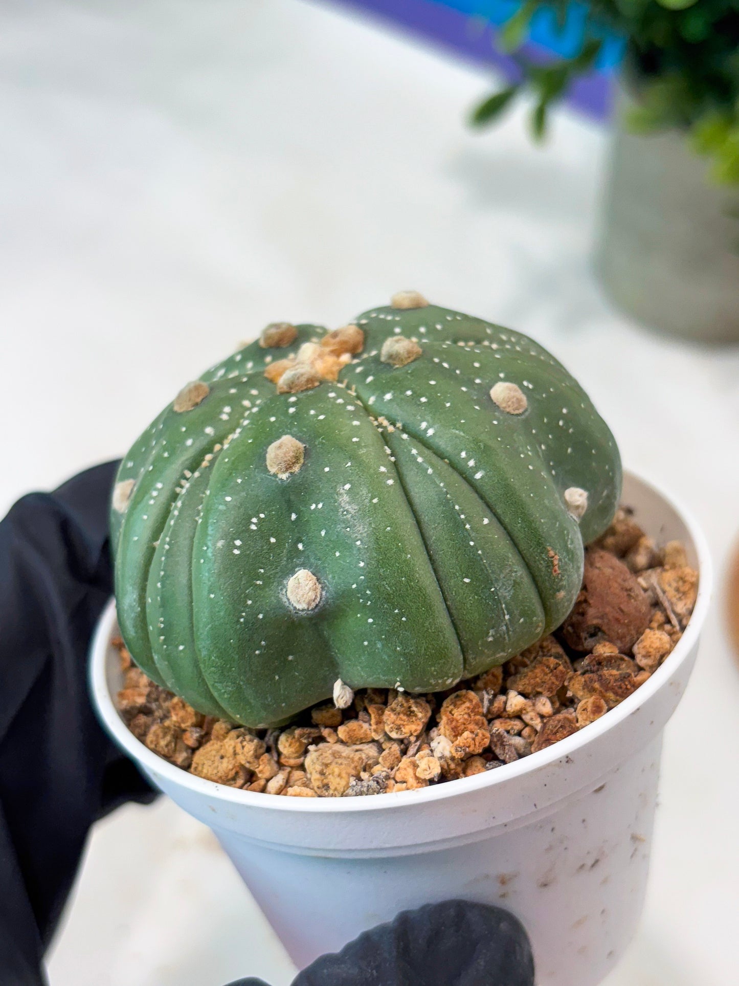 Astrophytum 5-Rib (T11) (g7) | Imported From Taiwan