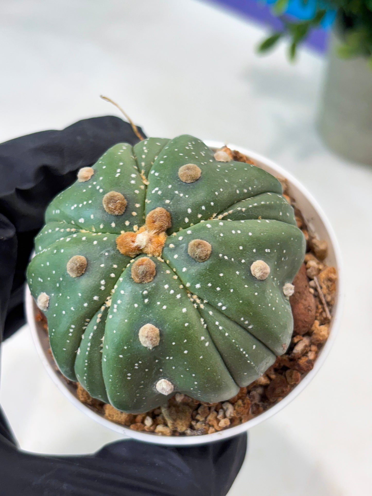 Astrophytum 5-Rib (T11) (g7) | Imported From Taiwan