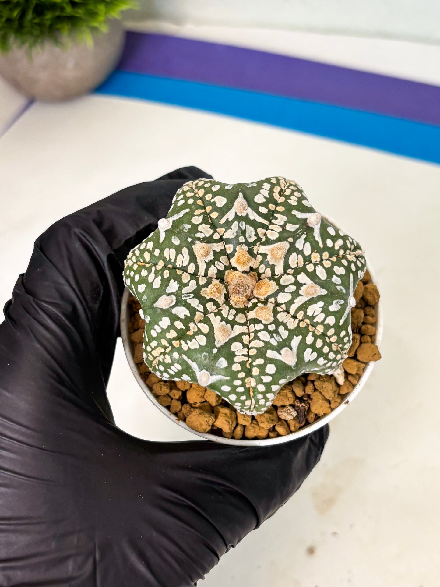 Astrophytum Star Shape (at4) (g3) | Imported Plant