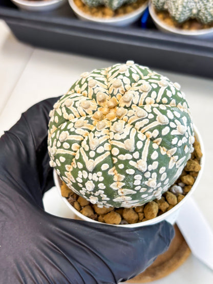 Astrophytum V-Type (at4) (r7) | Ship from Nevada