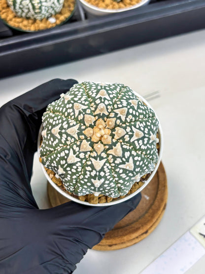 Astrophytum Star Shape (at2) (b1) | Japanese Import