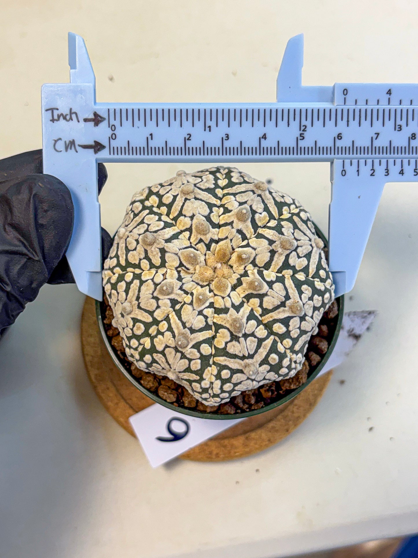 Astrophytum V Type (at5) (06) |  Sea urchin cactus