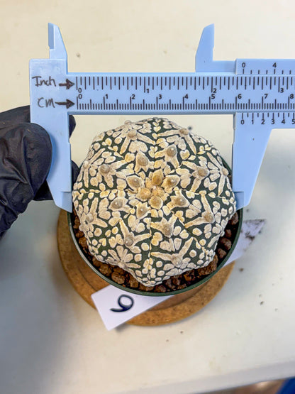 Astrophytum V Type (at5) (06) |  Sea urchin cactus