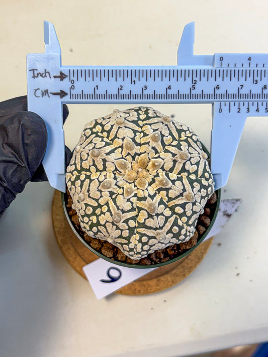 Astrophytum V Type (at5) (06) |  Sea urchin cactus