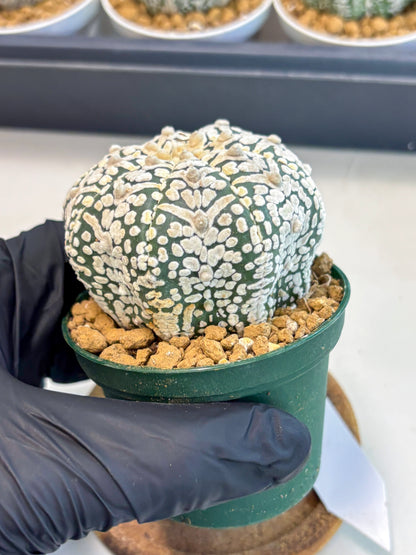 Astrophytum V-Type (at5) (p5) | Rare imported Plant