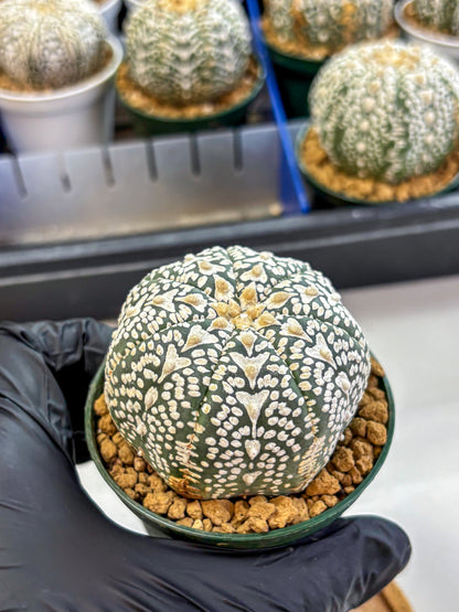 Astrophytum V Type (at2) (06) | Live Plant | Rare Collection
