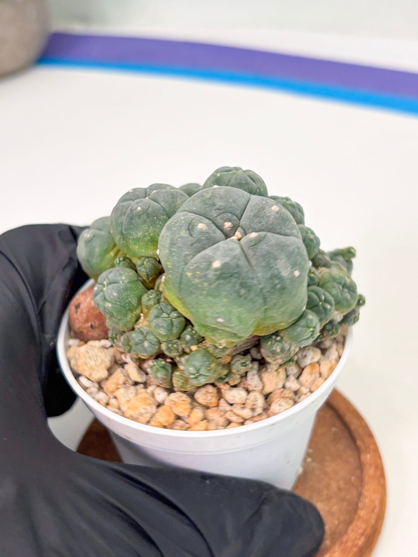 Spineless Cactus (Lo1) (g4) | For Advanced Growers