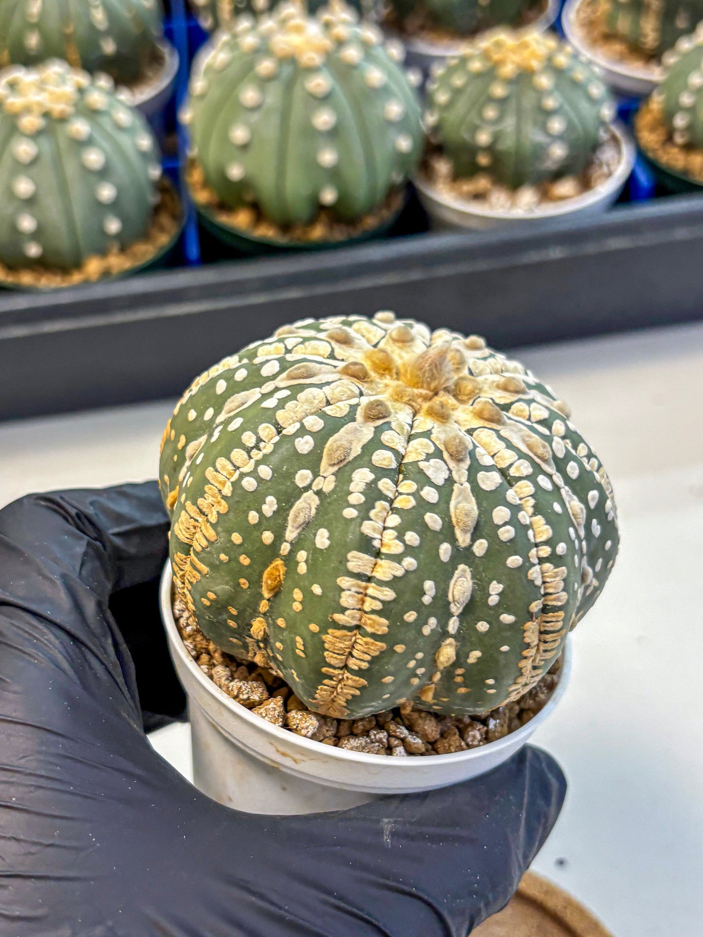 Astrophytum V Type Nudum (at9) (06) | Live Cactus