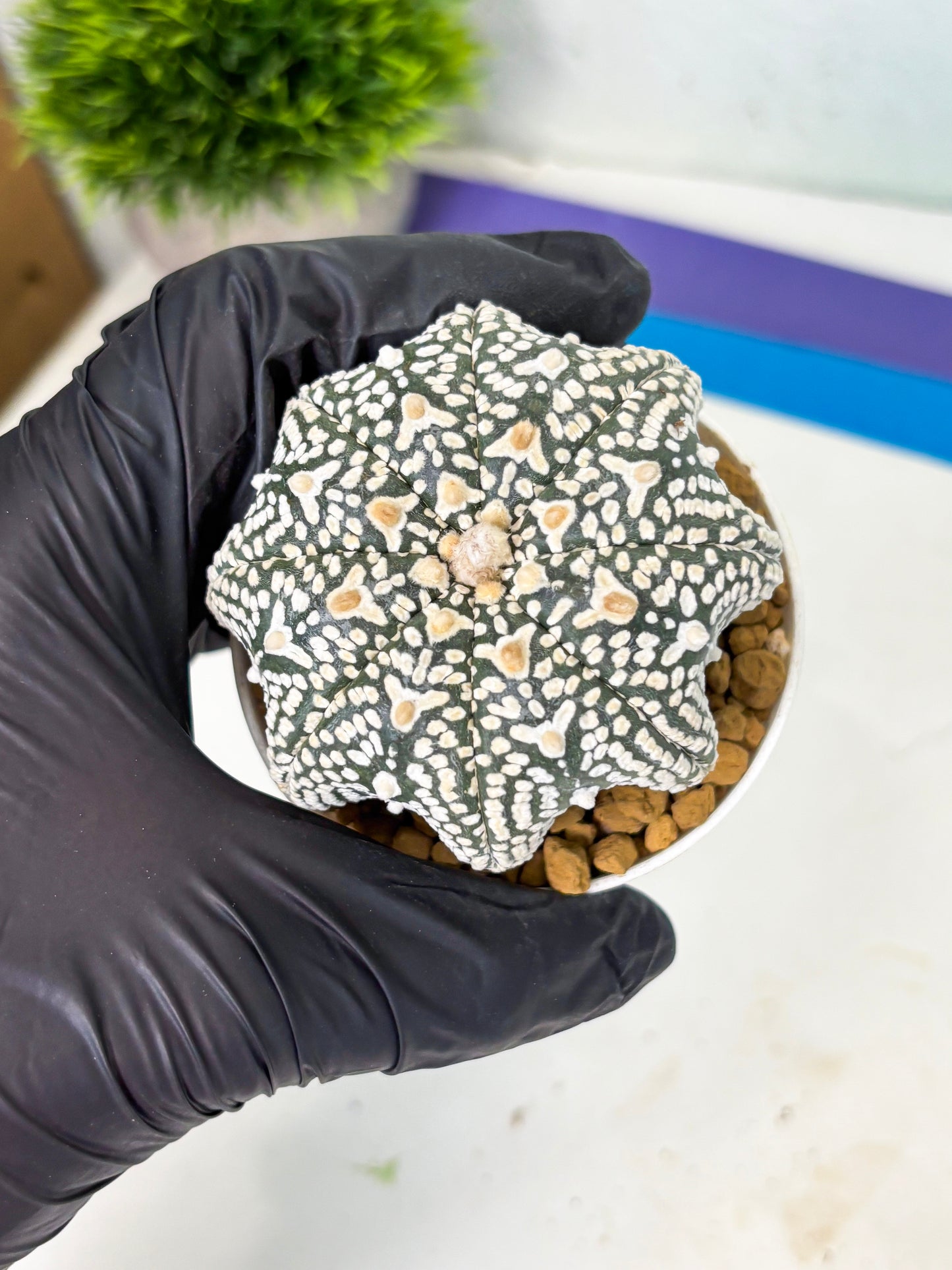 Astrophytum Star Shape (at4) (g4) | Imported Plant