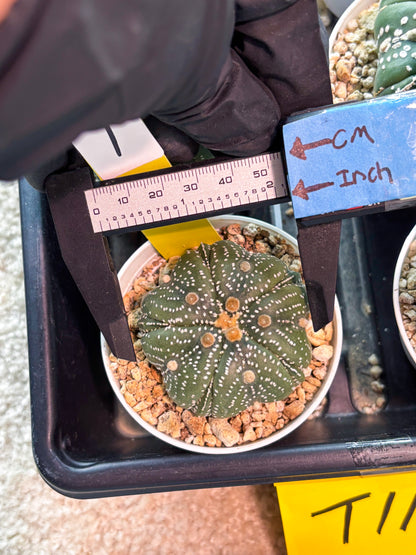 Astrophytum 5-Rib (T11) (y1) | Imported From Taiwan