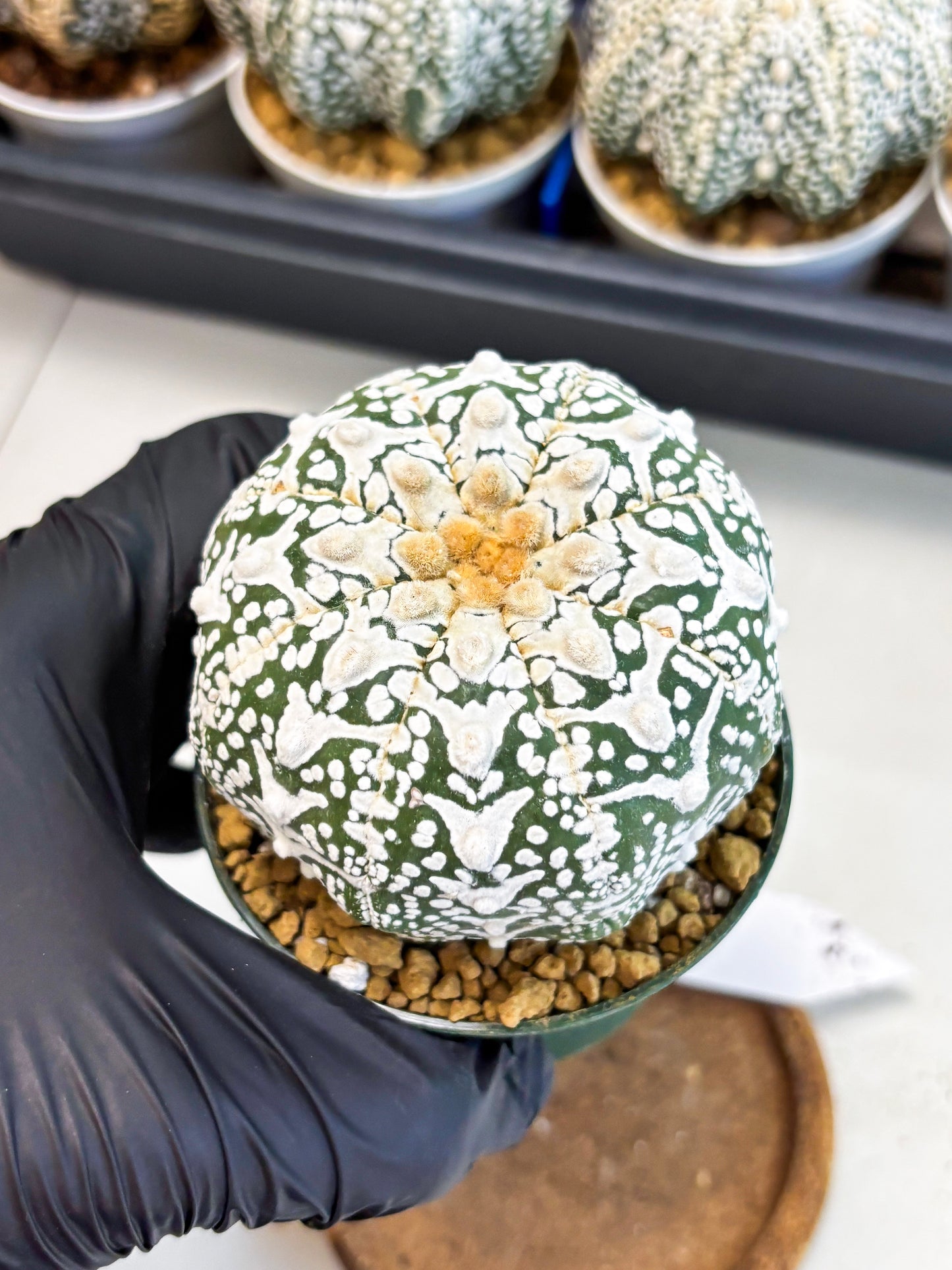 Astrophytum V-Type (at4) (r6) | Ship from Nevada