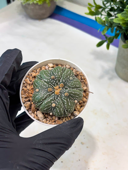 Astrophytum 5-Rib (T11) (y1) | Imported From Taiwan