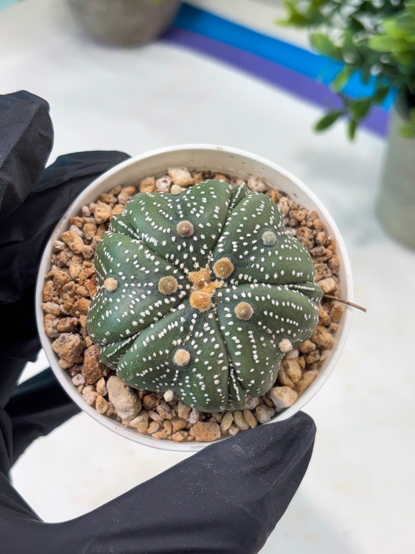Astrophytum 5-Rib (T11) (y1) | Imported From Taiwan