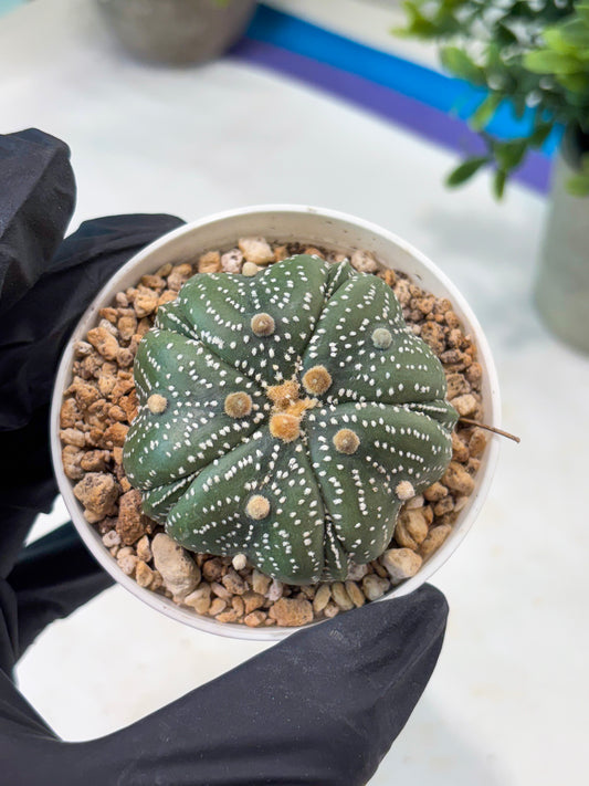 Astrophytum 5-Rib (T11) (y1) | Imported From Taiwan