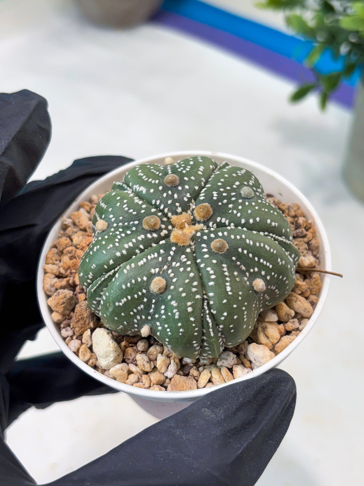 Astrophytum 5-Rib (T11) (y1) | Imported From Taiwan
