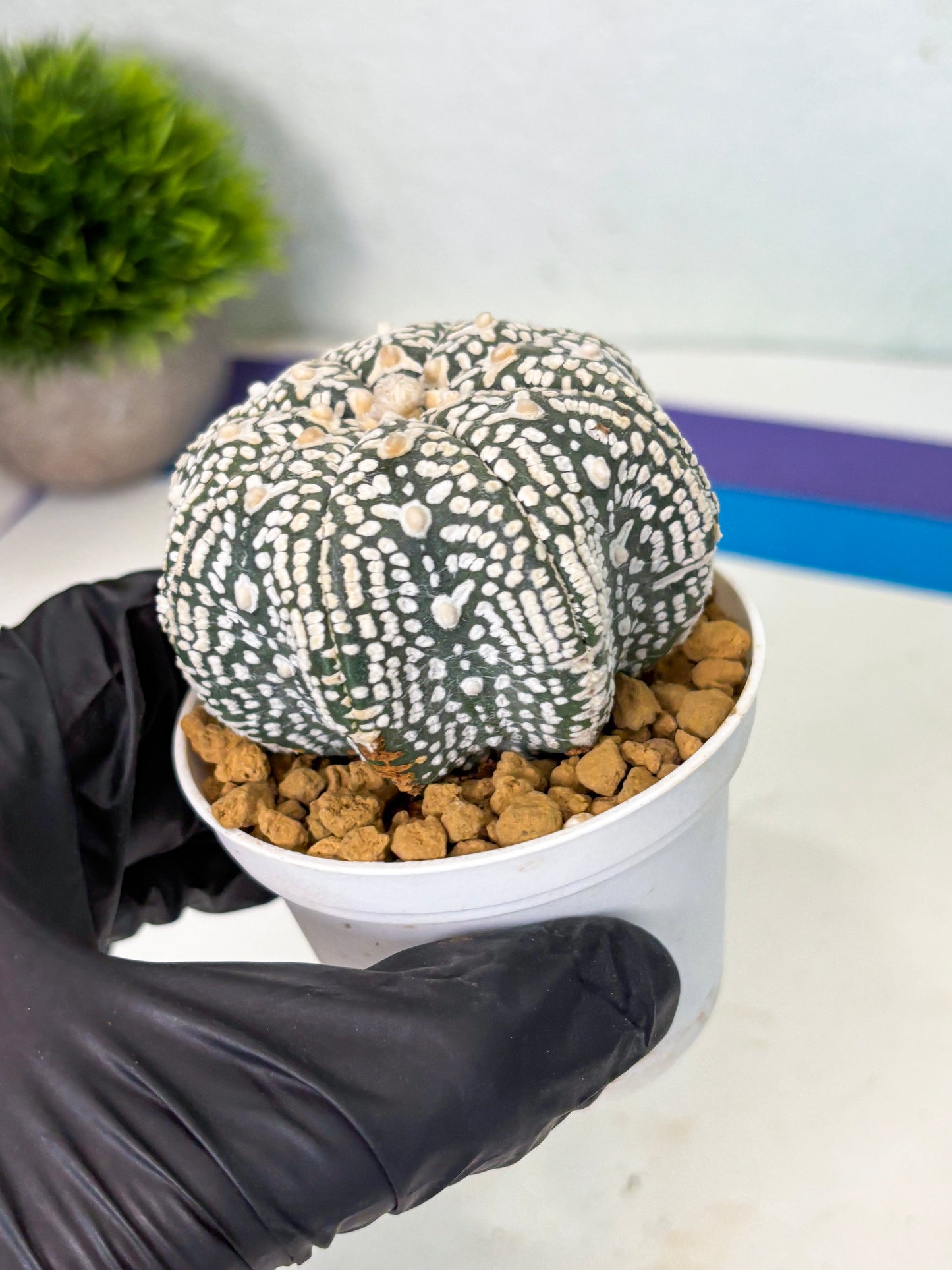 Astrophytum Star Shape (at4) (g4) | Imported Plant