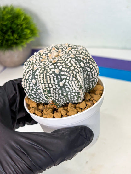 Astrophytum Star Shape (at4) (g4) | Imported Plant