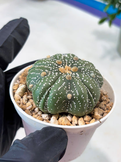Astrophytum 5-Rib (T11) (y1) | Imported From Taiwan