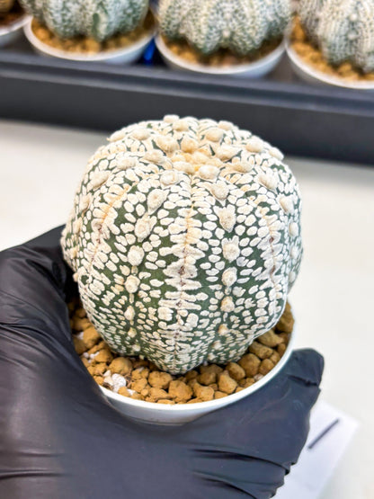 Astrophytum V-Type (at4) (r1) | Ship from Nevada