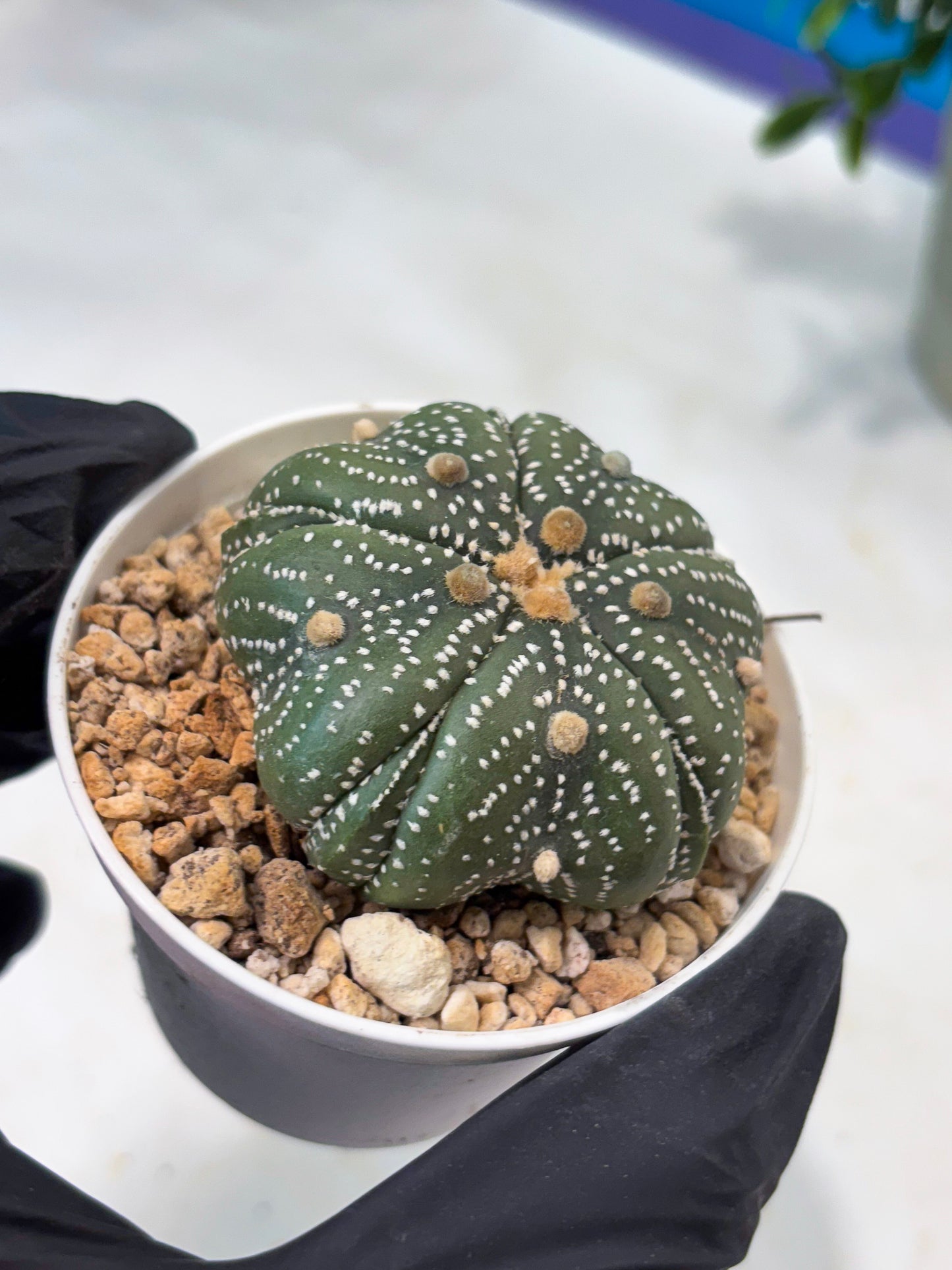 Astrophytum 5-Rib (T11) (y1) | Imported From Taiwan