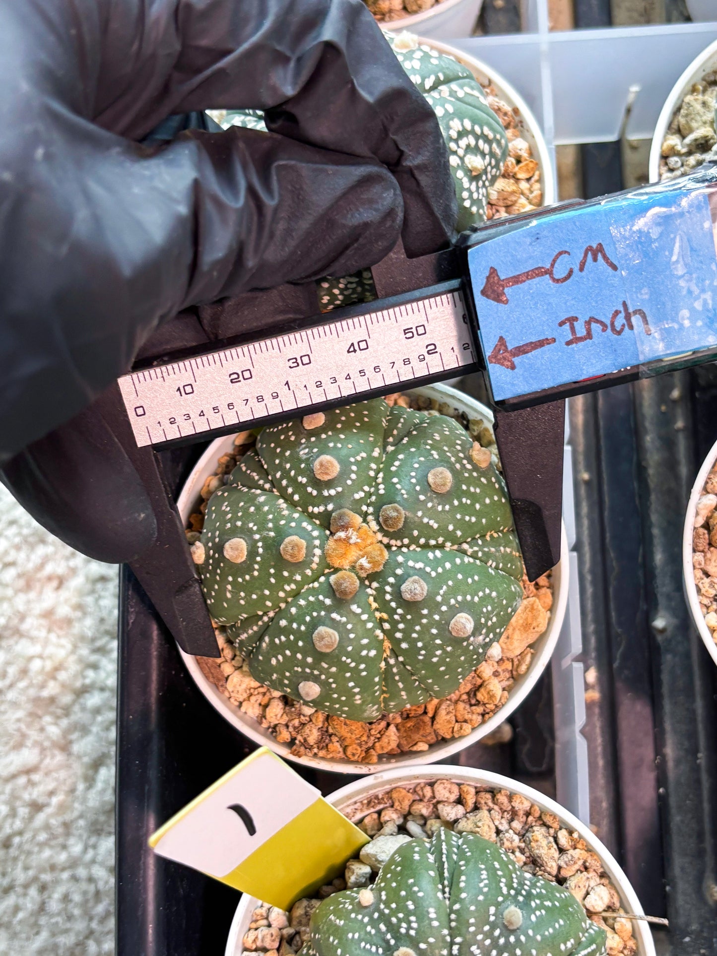 Astrophytum 5-Rib (T11) (y2) | Imported From Taiwan