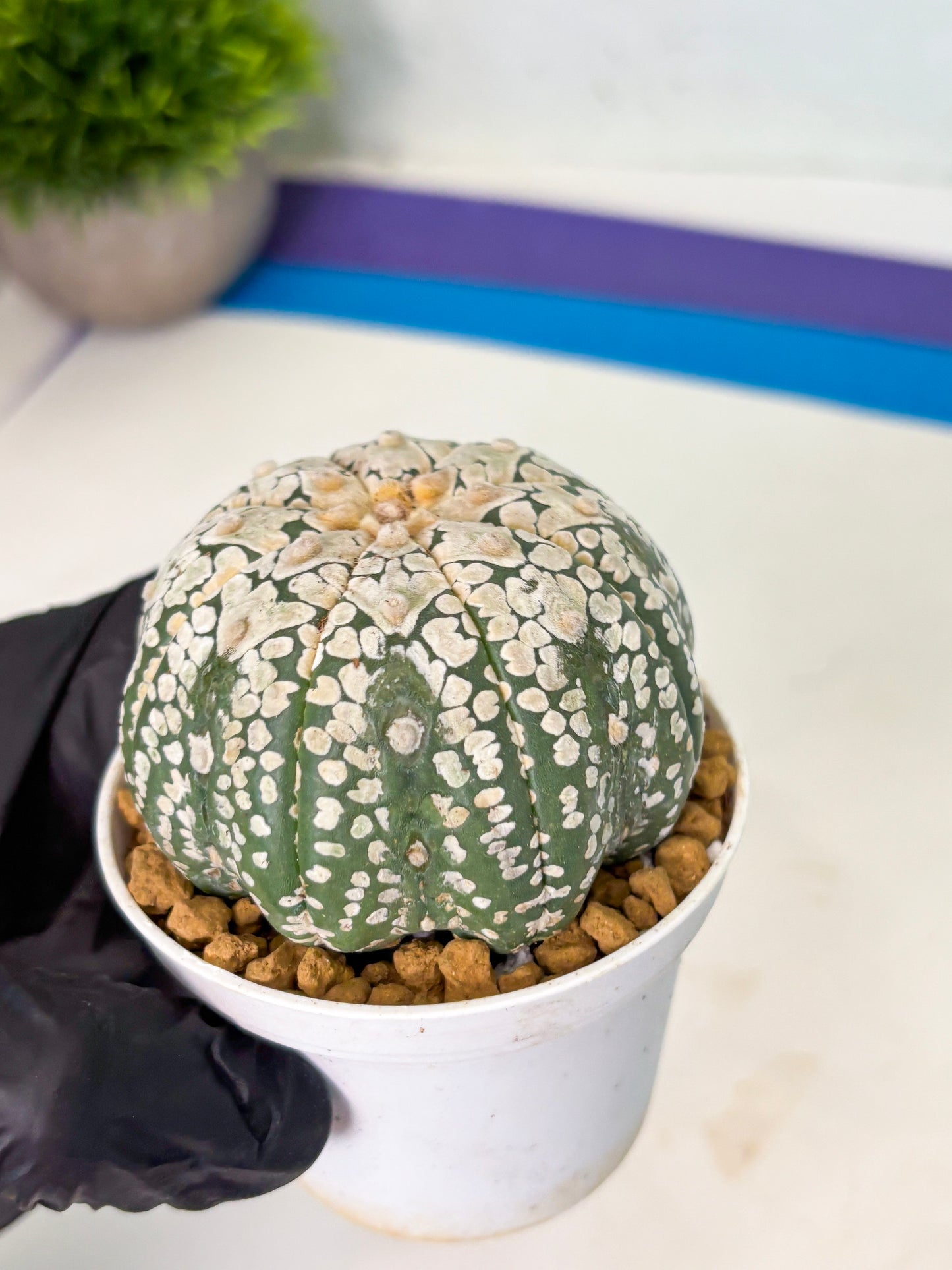 Astrophytum V-Type (at4) (r4) | Ship from Nevada