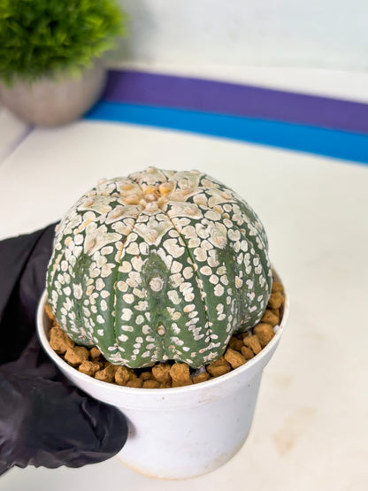 Astrophytum V-Type (at4) (r4) | Ship from Nevada