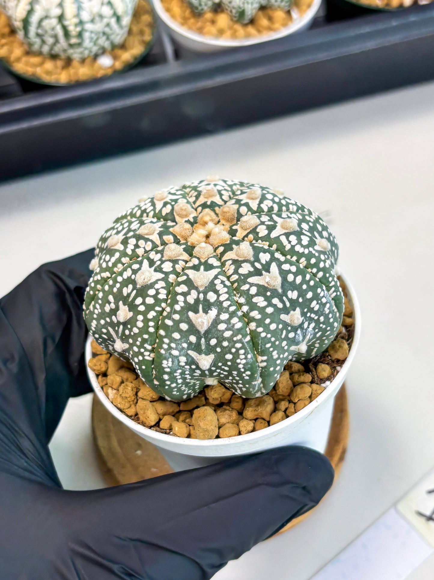 Astrophytum Star Shape (at2) (b1) | Japanese Import