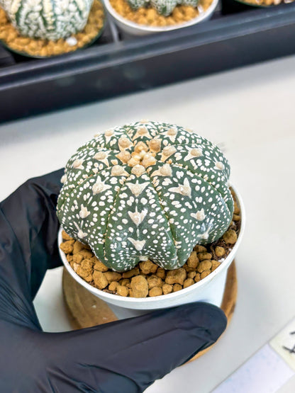 Astrophytum Star Shape (at2) (b1) | Japanese Import