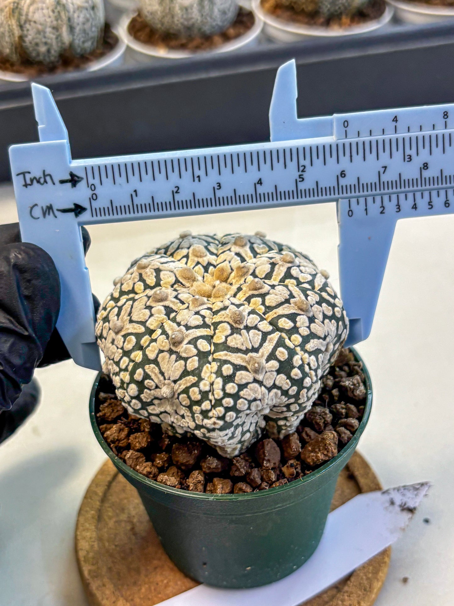 Astrophytum V Type (at5) (06) |  Sea urchin cactus