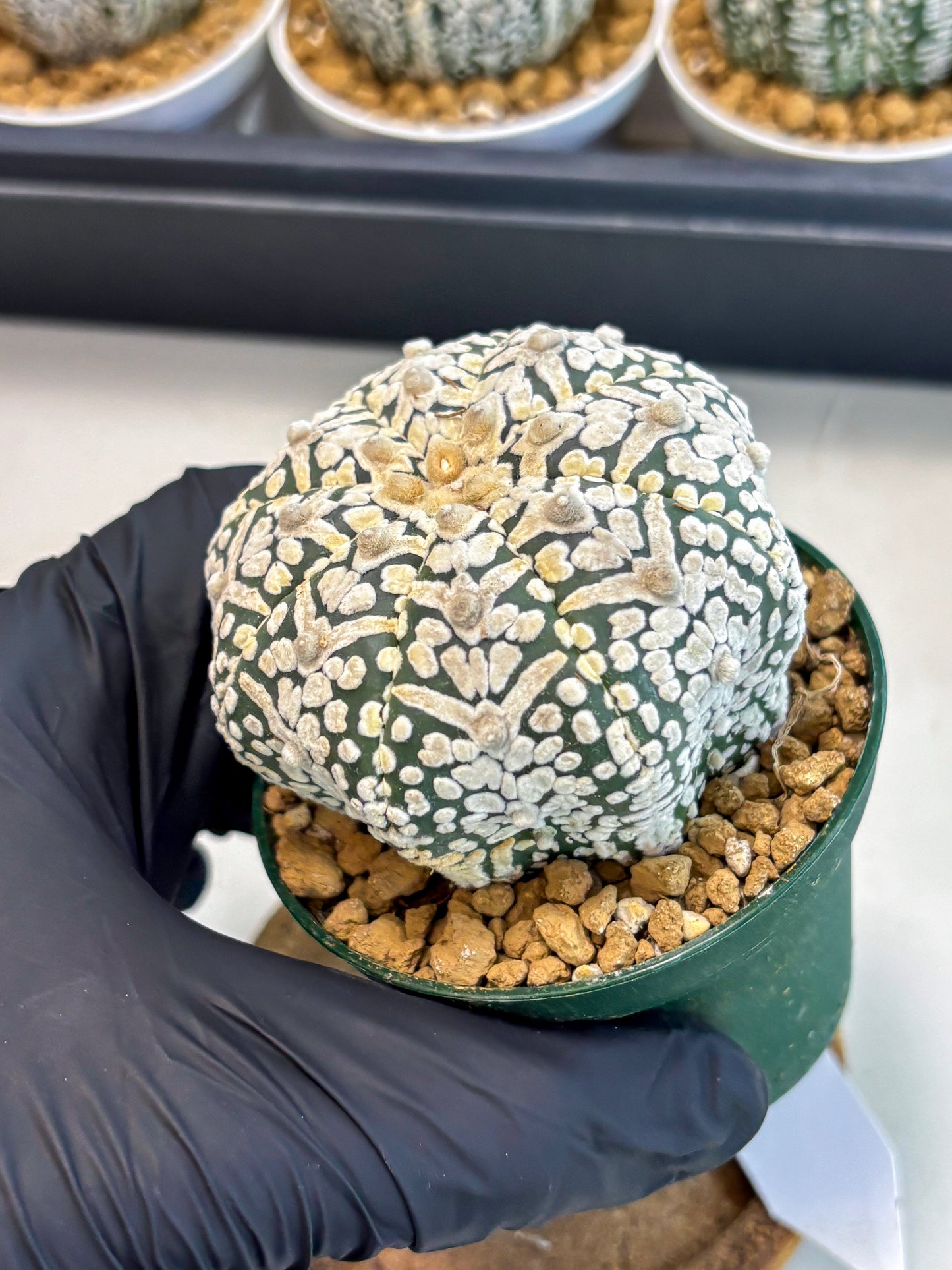 Astrophytum V-Type (at5) (p5) | Rare imported Plant