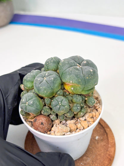 Spineless Cactus (Lo1) (g4) | For Advanced Growers