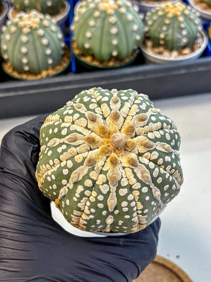 Astrophytum V Type Nudum (at9) (06) | Live Cactus