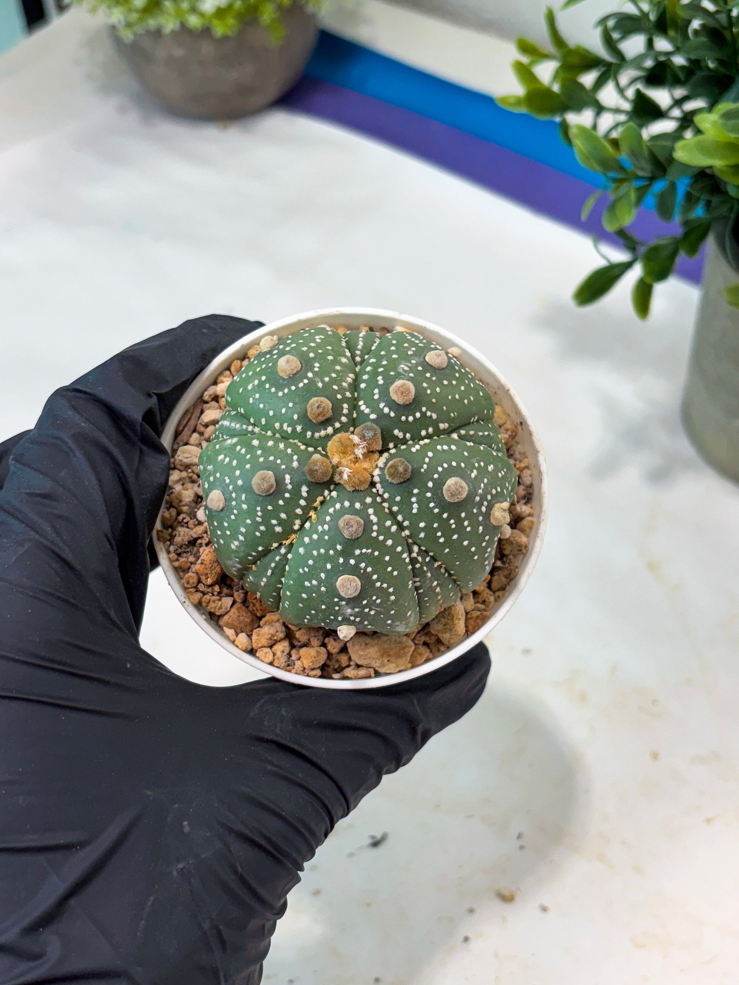Astrophytum 5-Rib (T11) (y2) | Imported From Taiwan