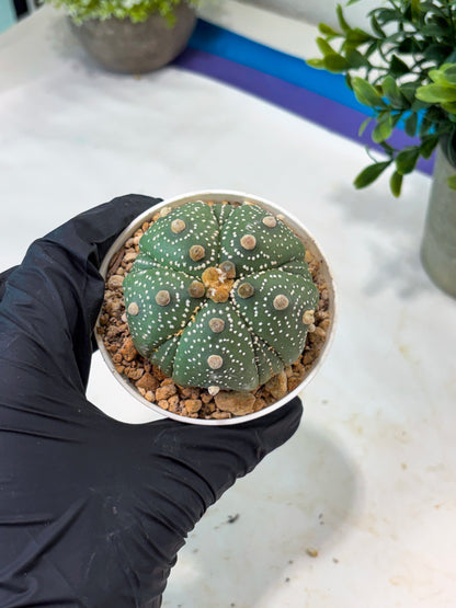 Astrophytum 5-Rib (T11) (y2) | Imported From Taiwan