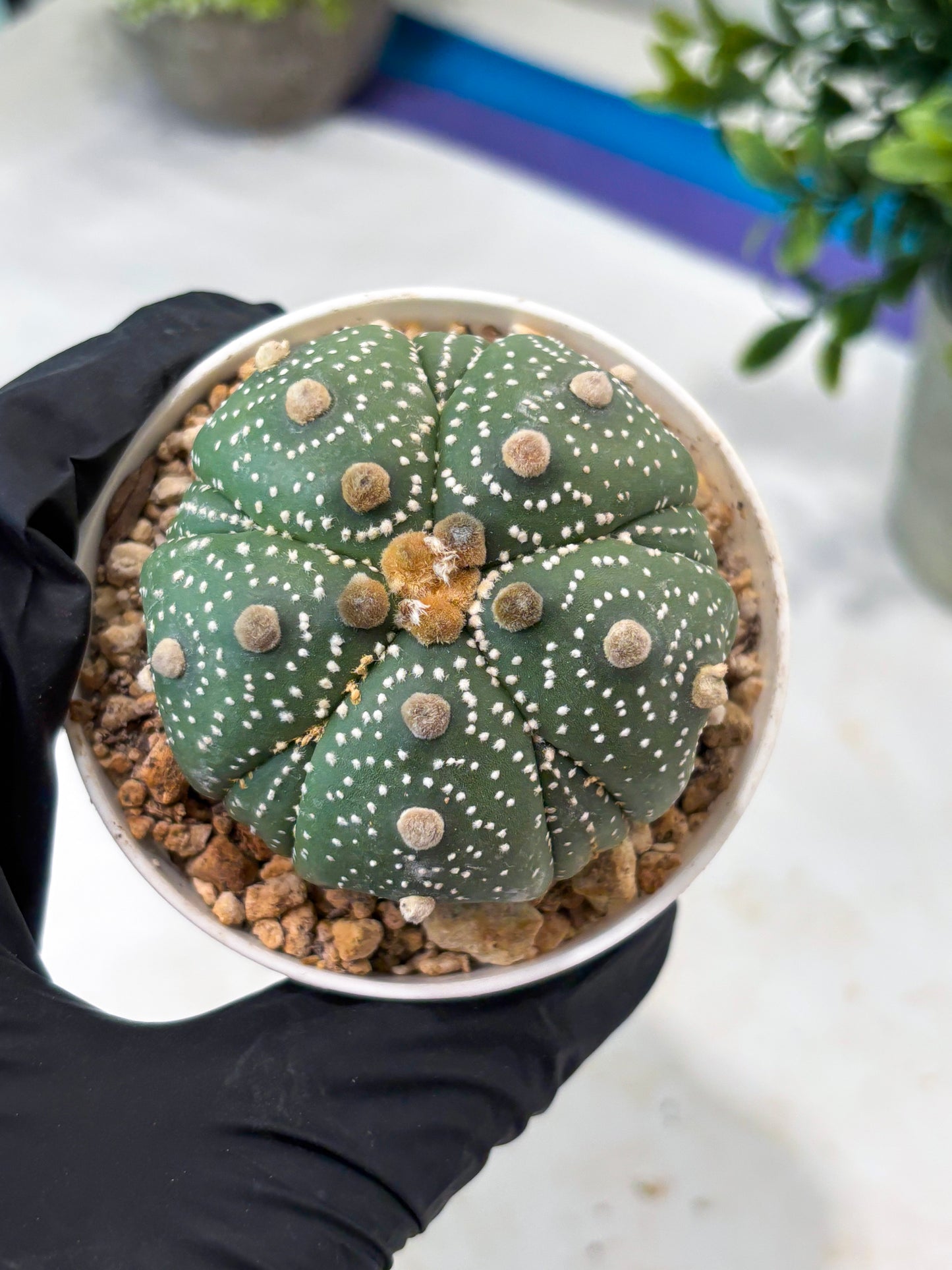 Astrophytum 5-Rib (T11) (y2) | Imported From Taiwan