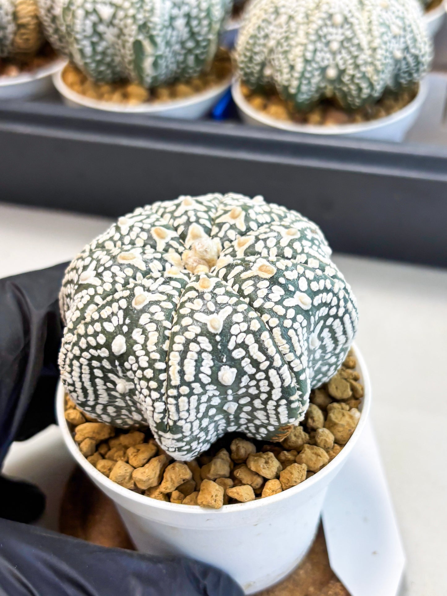 Astrophytum Star Shape (at4) (g4) | Imported Plant